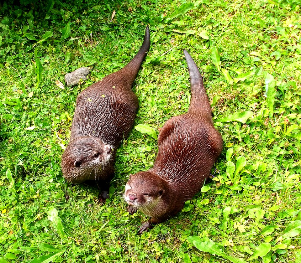 Furry animal picture curious