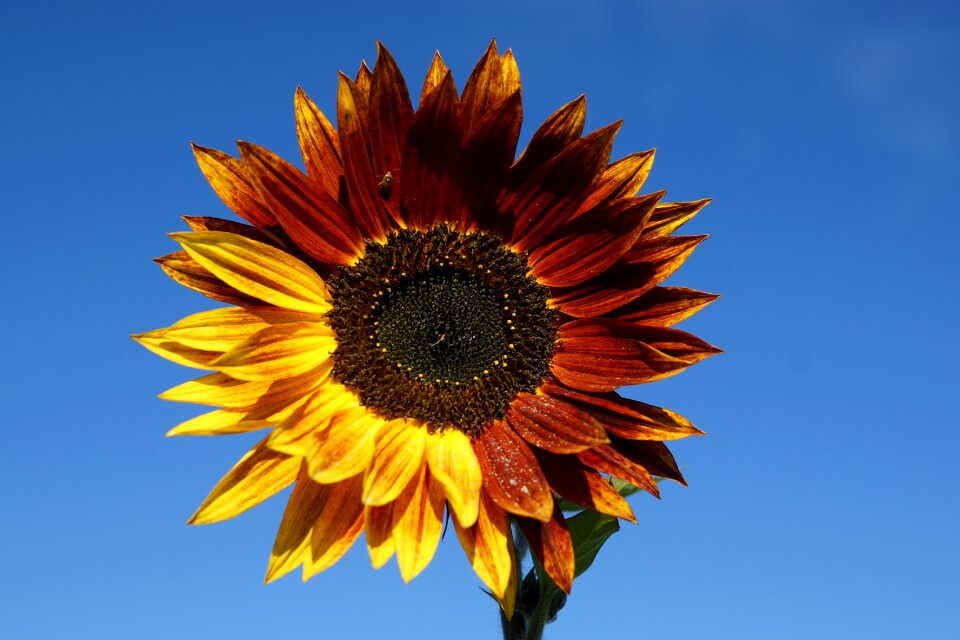 Plant sunflower field colorful