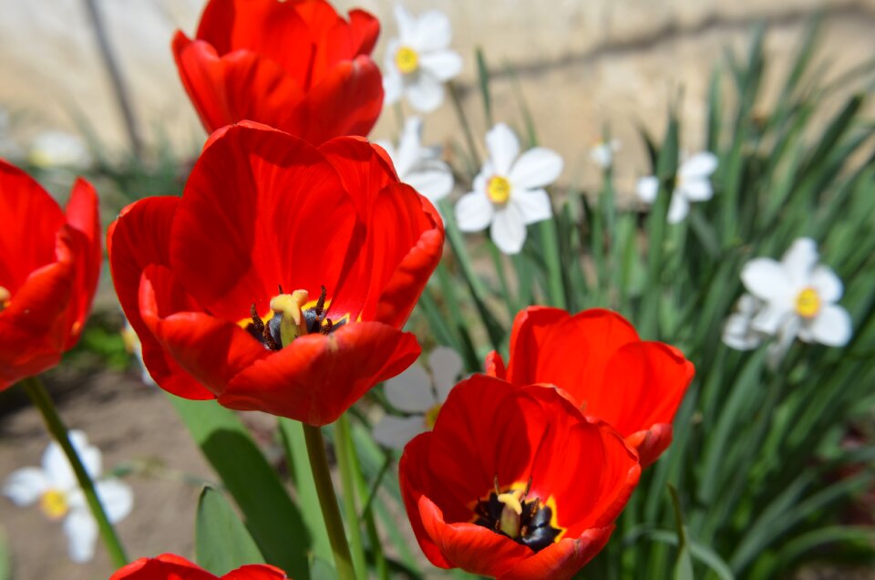 Flower plants nature
