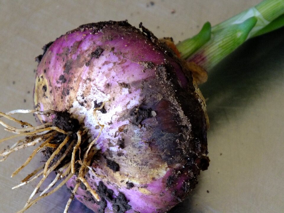 Vegetable harvest organic gardening