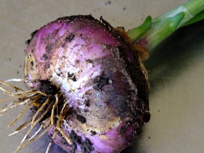 Vegetable harvest organic gardening