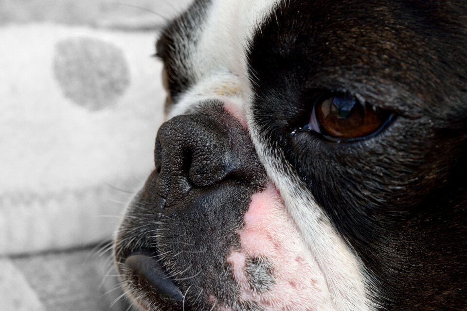 Fatigue boston terrier cute