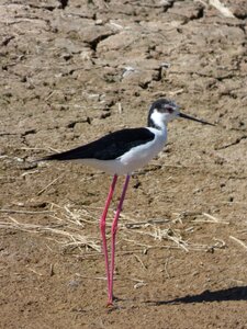 Ebro delta natural park marshes photo