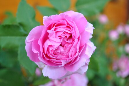 Summer rose garden photo