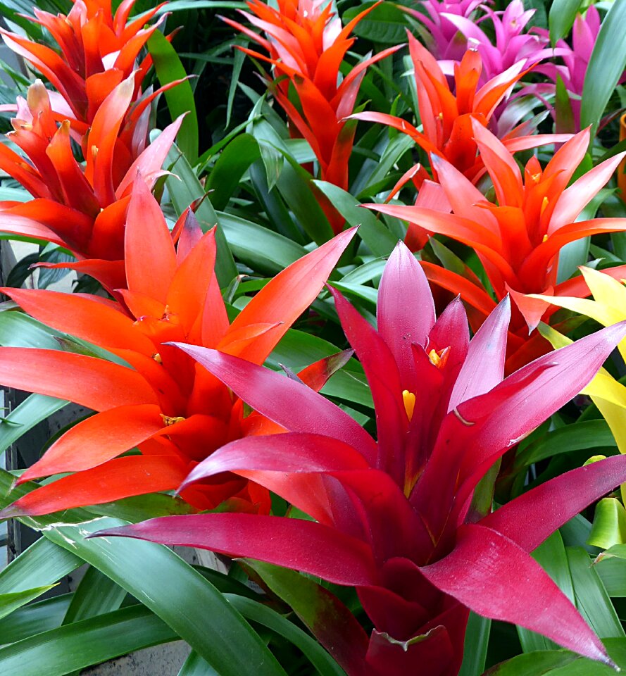 Red orange exotic