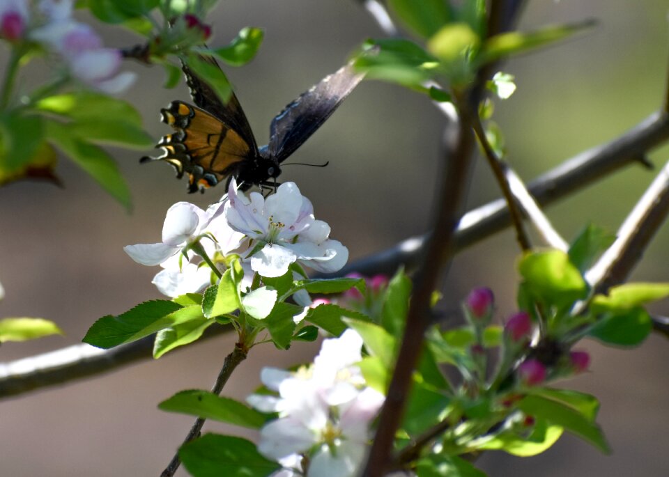 Nature flower spring