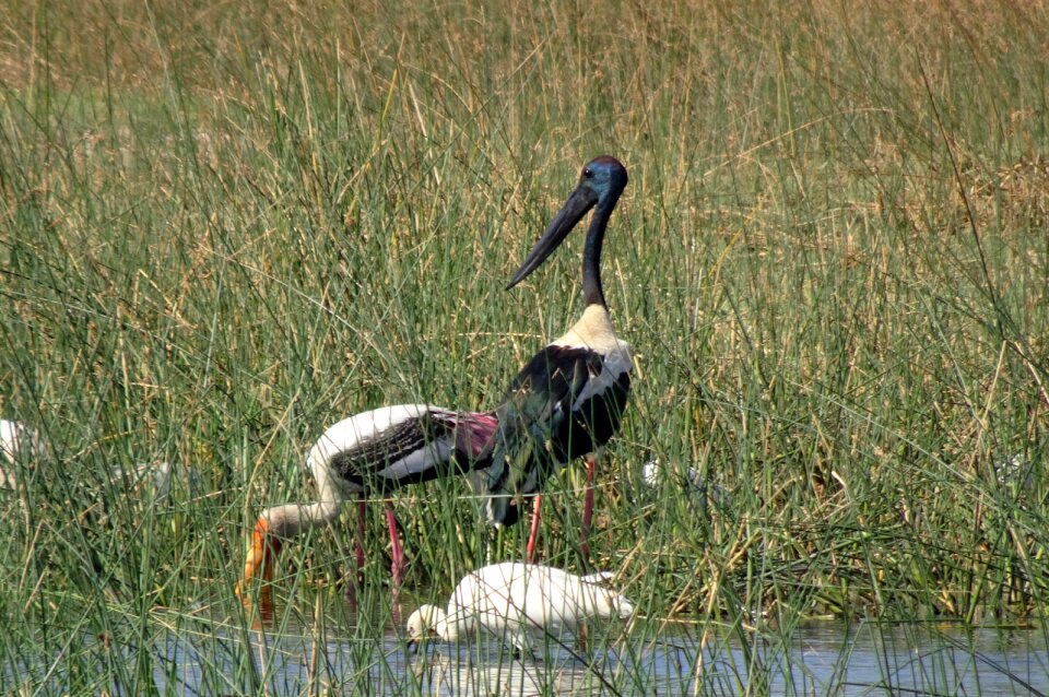 Ephippiorhynchus asiaticus tall long-necked