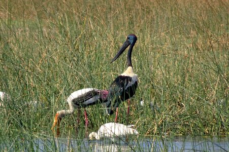 Ephippiorhynchus asiaticus tall long-necked