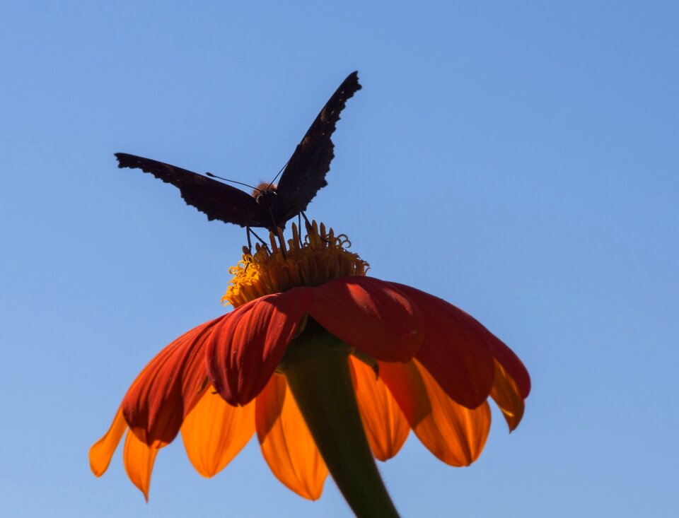 Nature garden summer flower photo