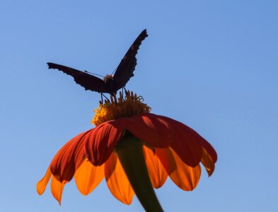 Nature garden summer flower