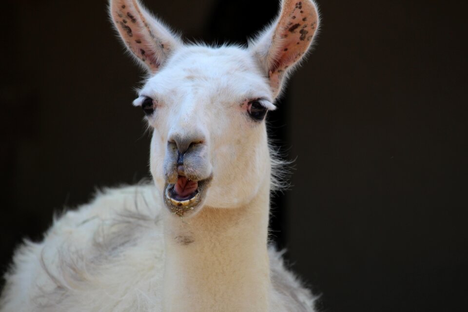 Animal goat zoo
