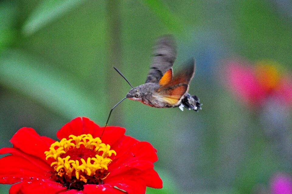 Insect moth the hummingbird hawk-purple