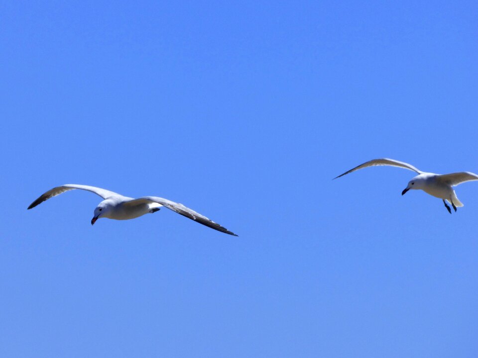Couple flight ebro delta