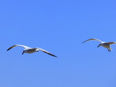Couple flight ebro delta