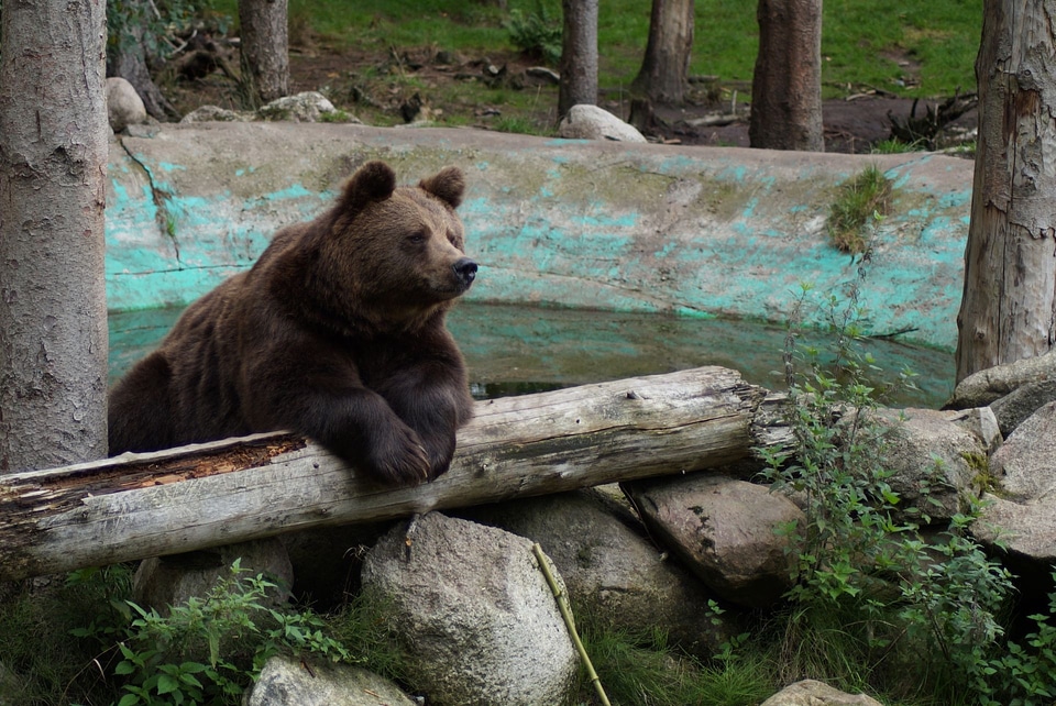 Grizzly animals animal