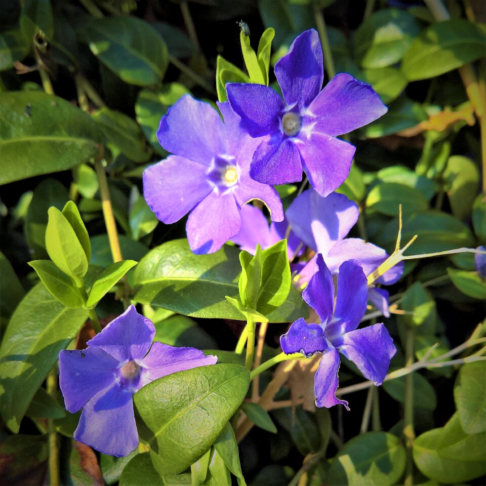 Purple flowers bright evergreen leaves