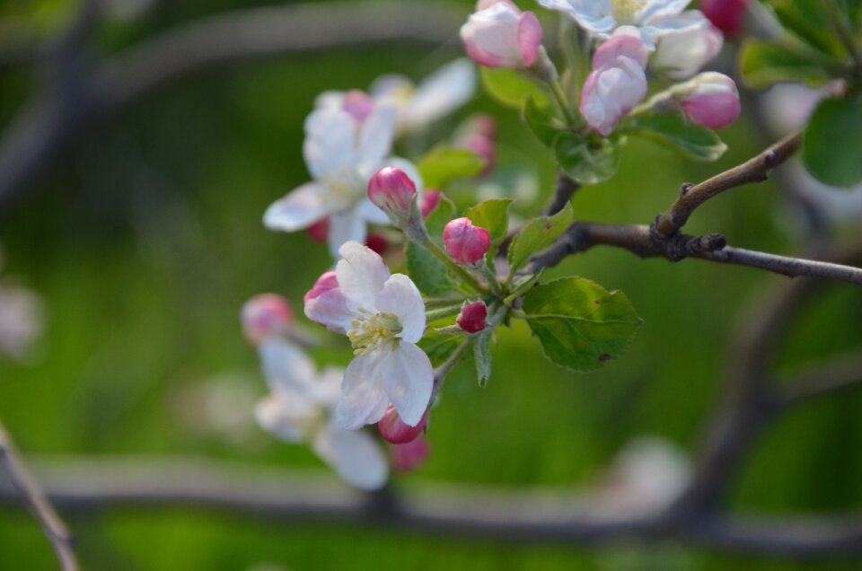 Bloom blooming season