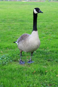 Wild goose bird geese