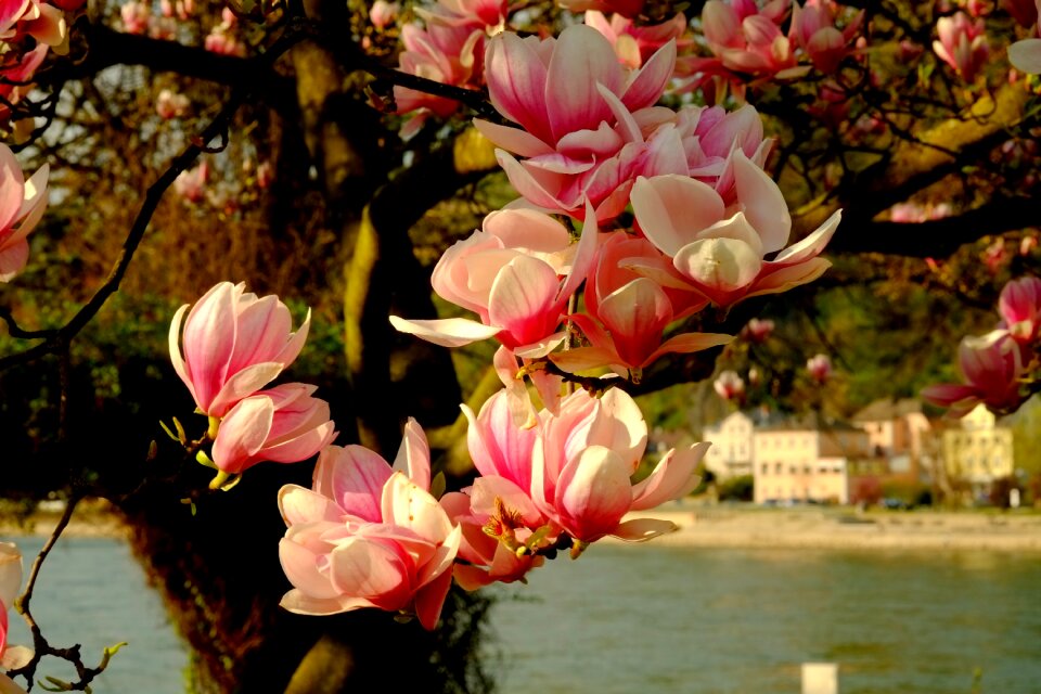 Pink bloom flowers