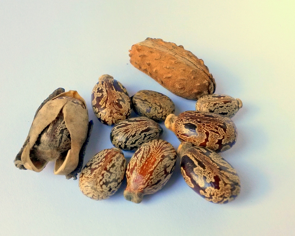 Castor oil seeds castor ricinus