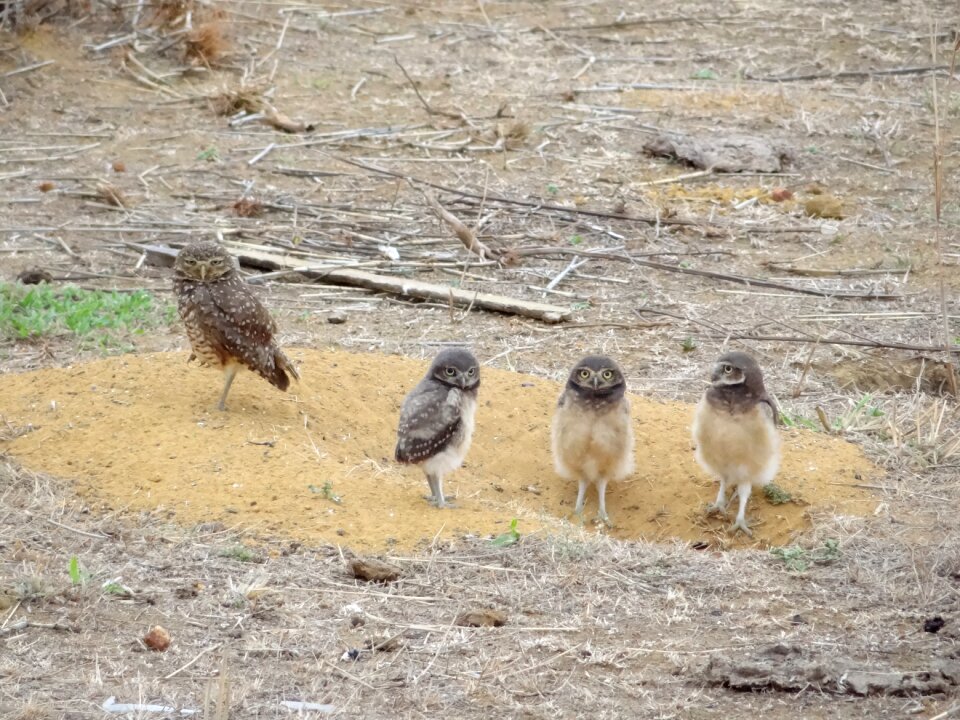 Owl bird chick Free photos