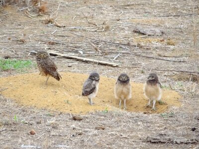 Owl bird chick Free photos