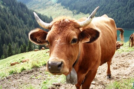 Cattle animals cow tarentaise photo