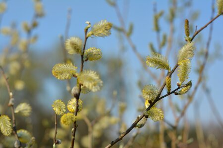 Based willow nature meadow