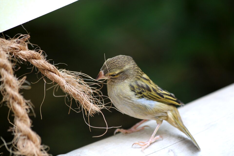 Sparrow bird animal