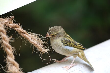 Sparrow bird animal