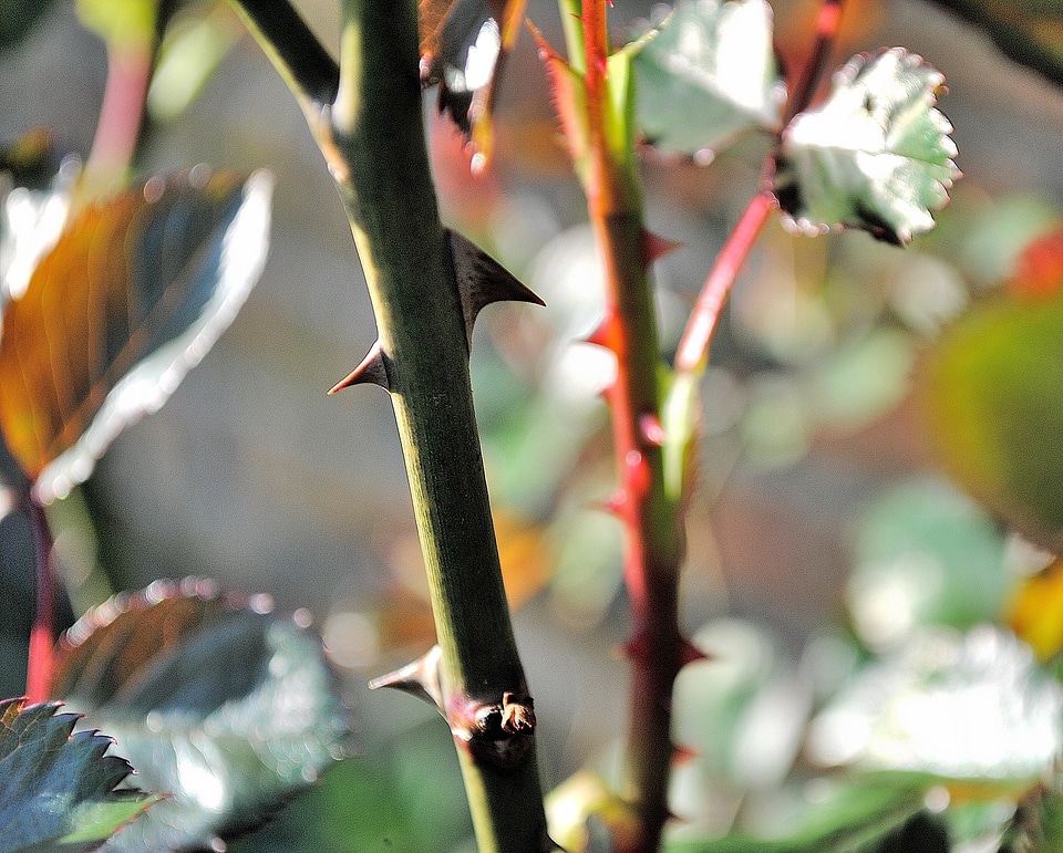 Thorns close up plant