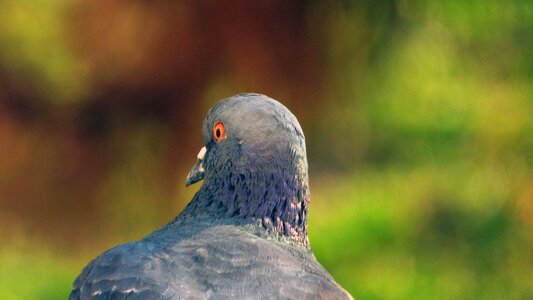 Vták pigeon nature photo