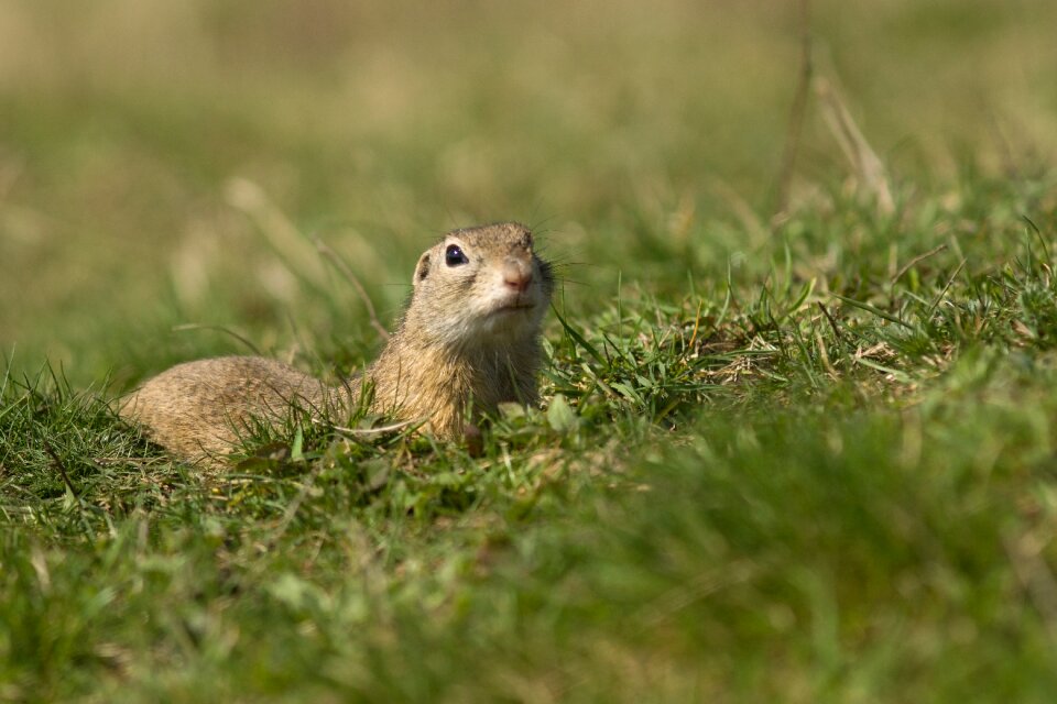 Meadow mammal animals