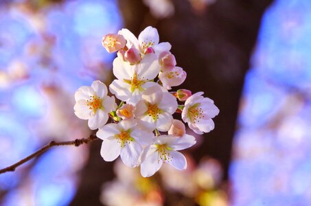 Sakura cherry blossom viewing april photo