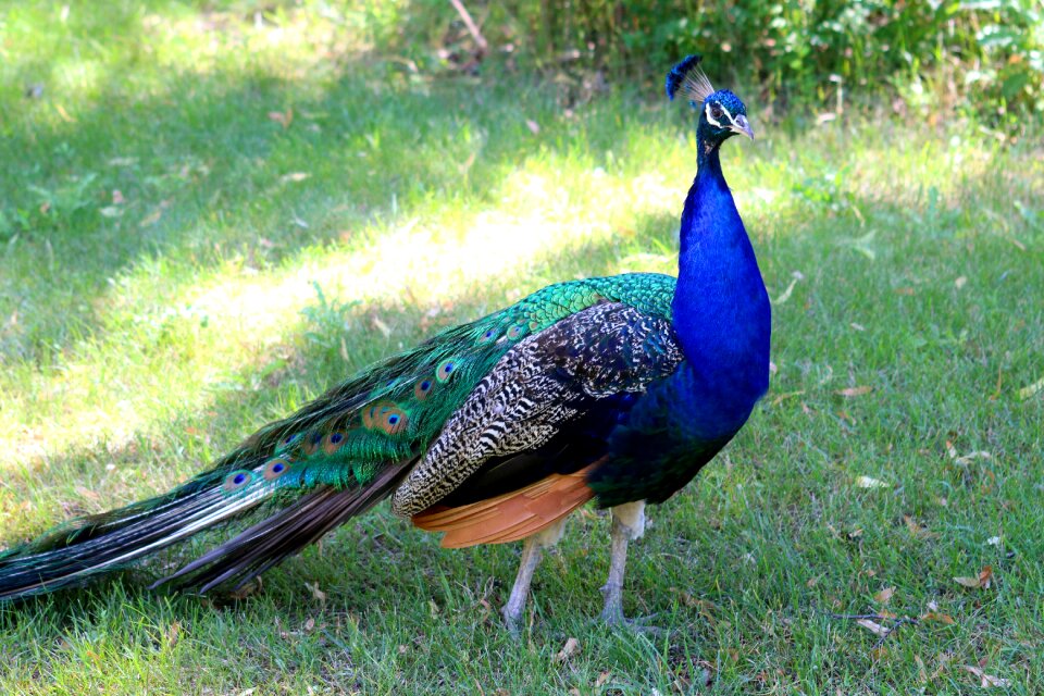 Nature animal colorful