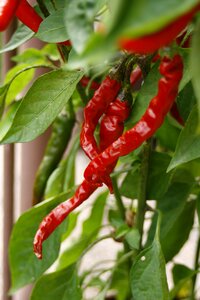 Pepper vegetable photo