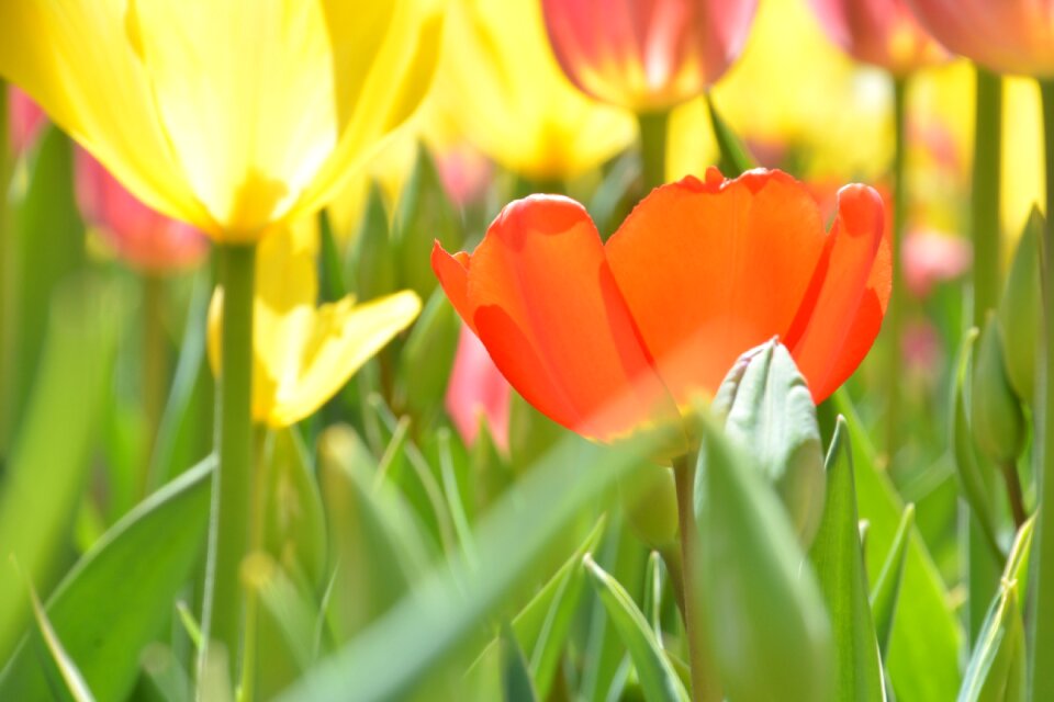 Spring tulip spring yellow