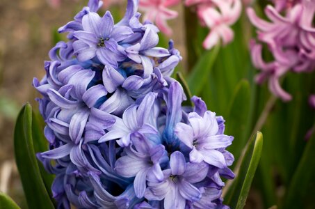 Spring flowers close up