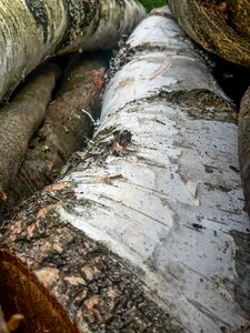 Bark tree bark wood trunks