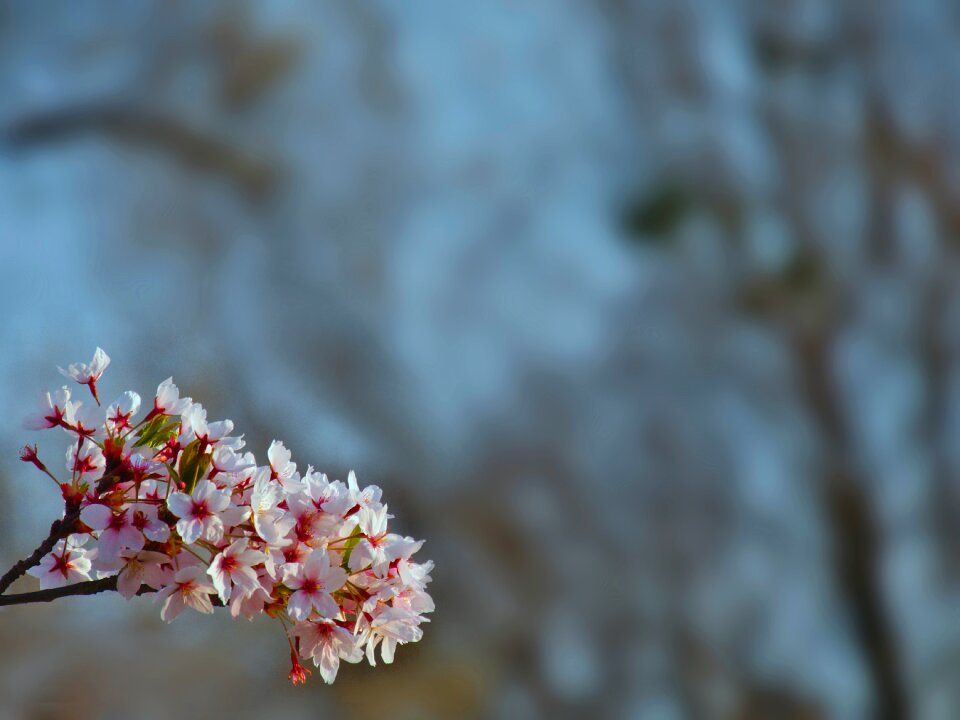 Tree nature spring