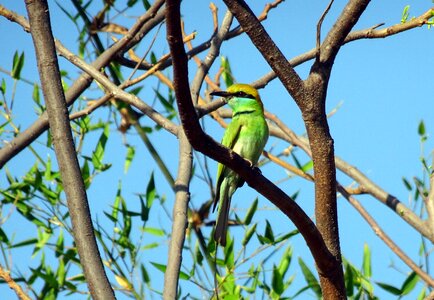 Little green bee-eater passerine fauna photo