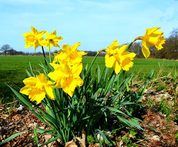 Yellow spring osterglocken photo