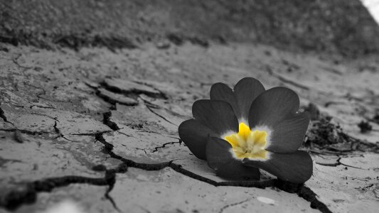 Flower daba drought