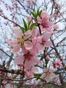 Copy flower spring peach photo