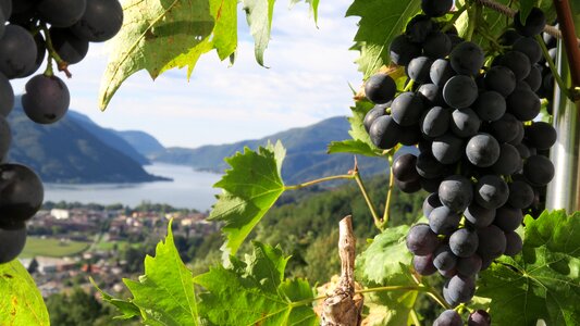 Nature winegrowing wine