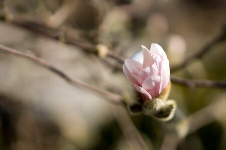 Blossom bloom spring photo