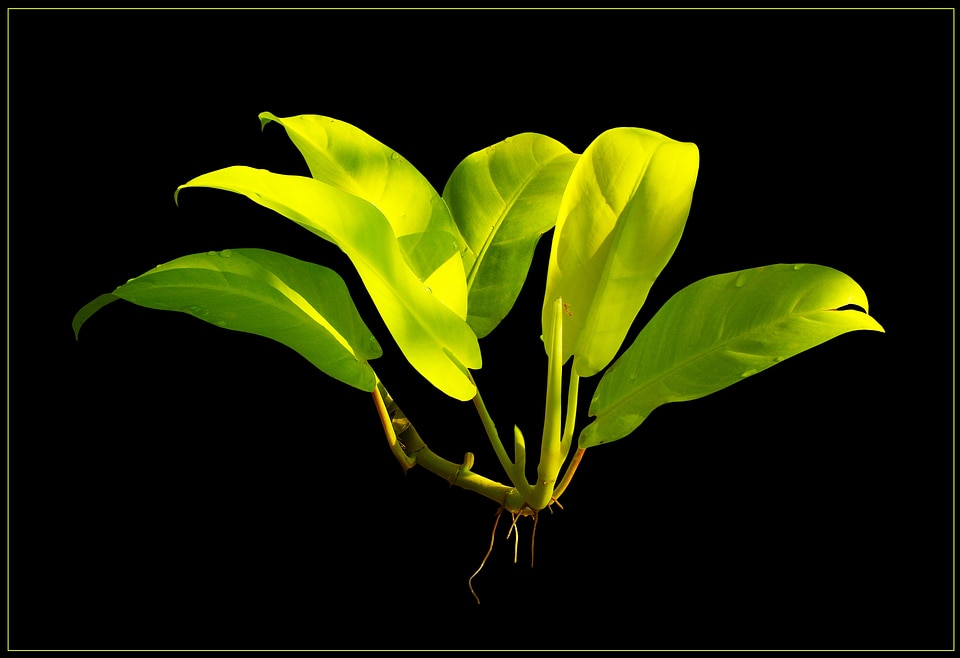 Green leaf leaves aerial roots