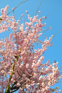 Flowers pink blue