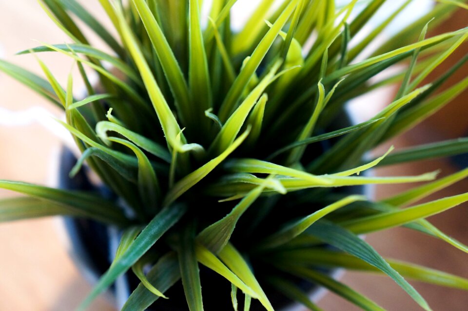 Decoration potted wood decor