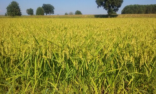 Summer rice field ears